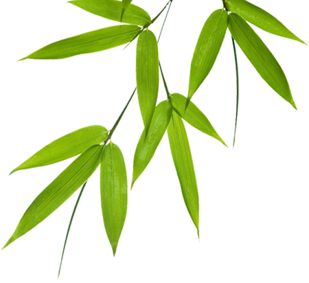 Organic Bamboo Leaves