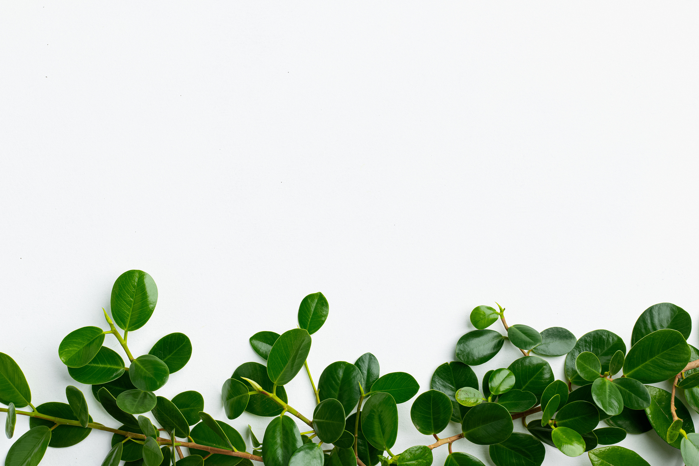 Green Leaves on White Background